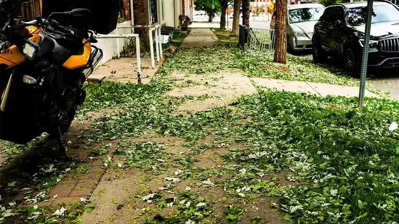 5 points denver neighborhood_sidewalk covered in downed leaves from June 1st hailstorm
