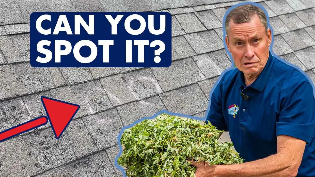 J Bretz of Excel Roofing in a dark blue polo, holding downed leaves from a recent hail storm over the top of an asphalt shingle roof with hail damage that is circled by a roofer